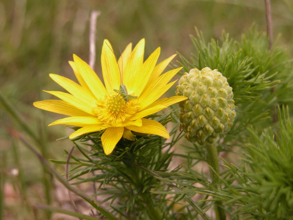 Adonis, Yellow fruit